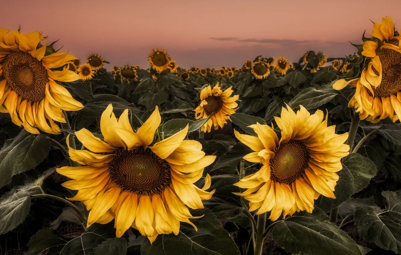 Photo wallpaper field, summer, sunflowers, night