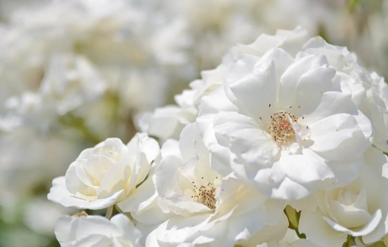Photo wallpaper white, roses, petals