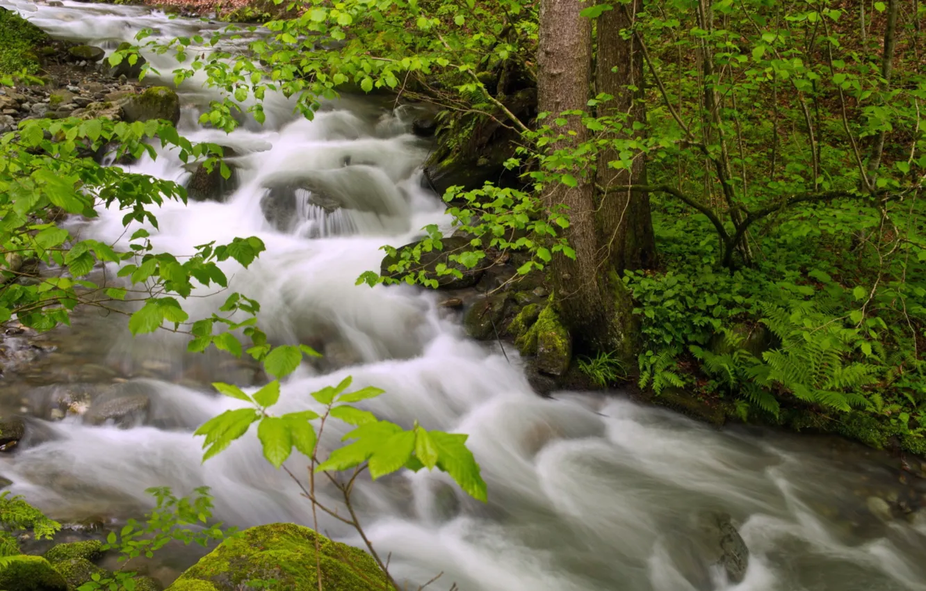 Photo wallpaper water, trees, stream, stream