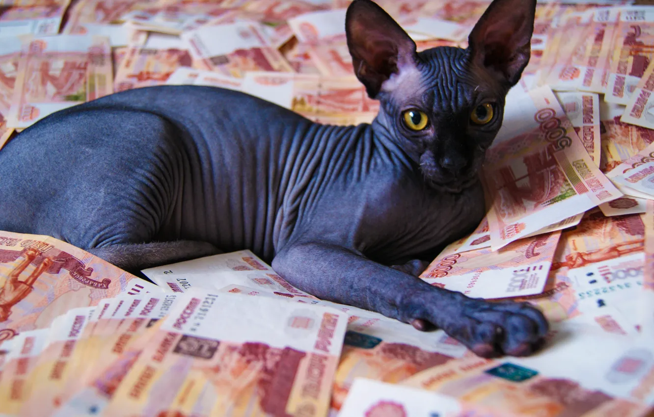 Photo wallpaper kitty, money, cat money, sphinxes, bald kitty, bald cat, Sphinx kitten