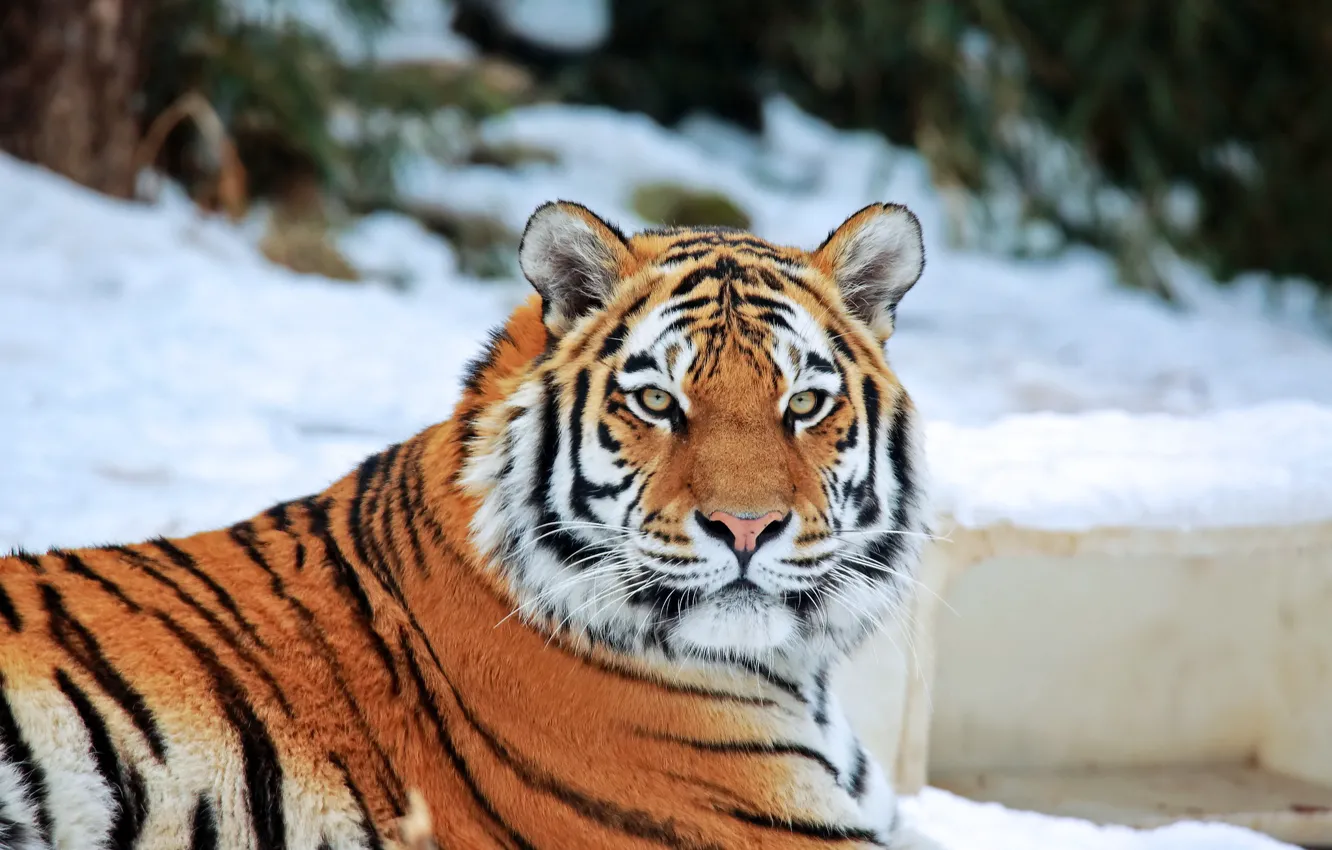Photo wallpaper look, face, snow, tiger, predator