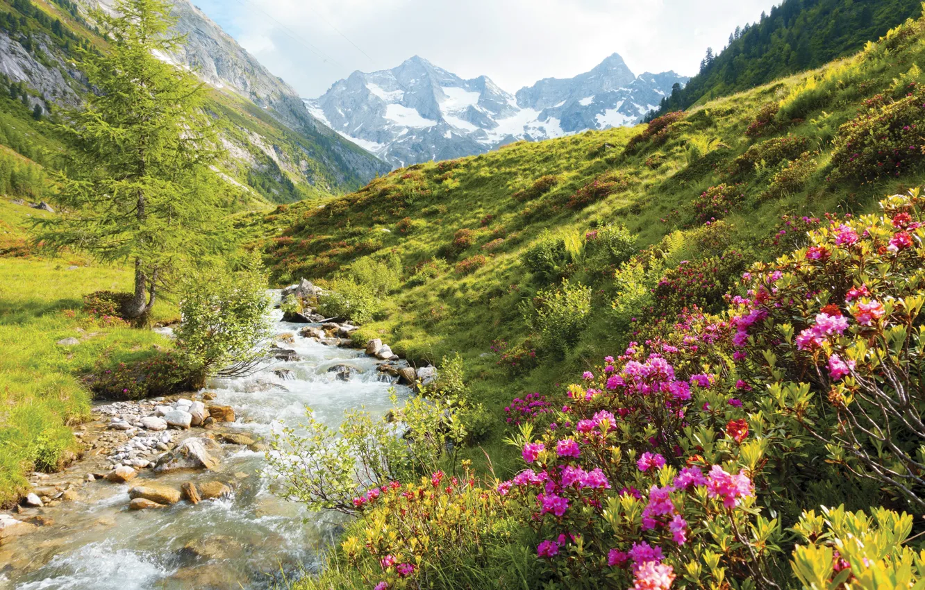 Photo wallpaper flowers, mountains, rhododendrons