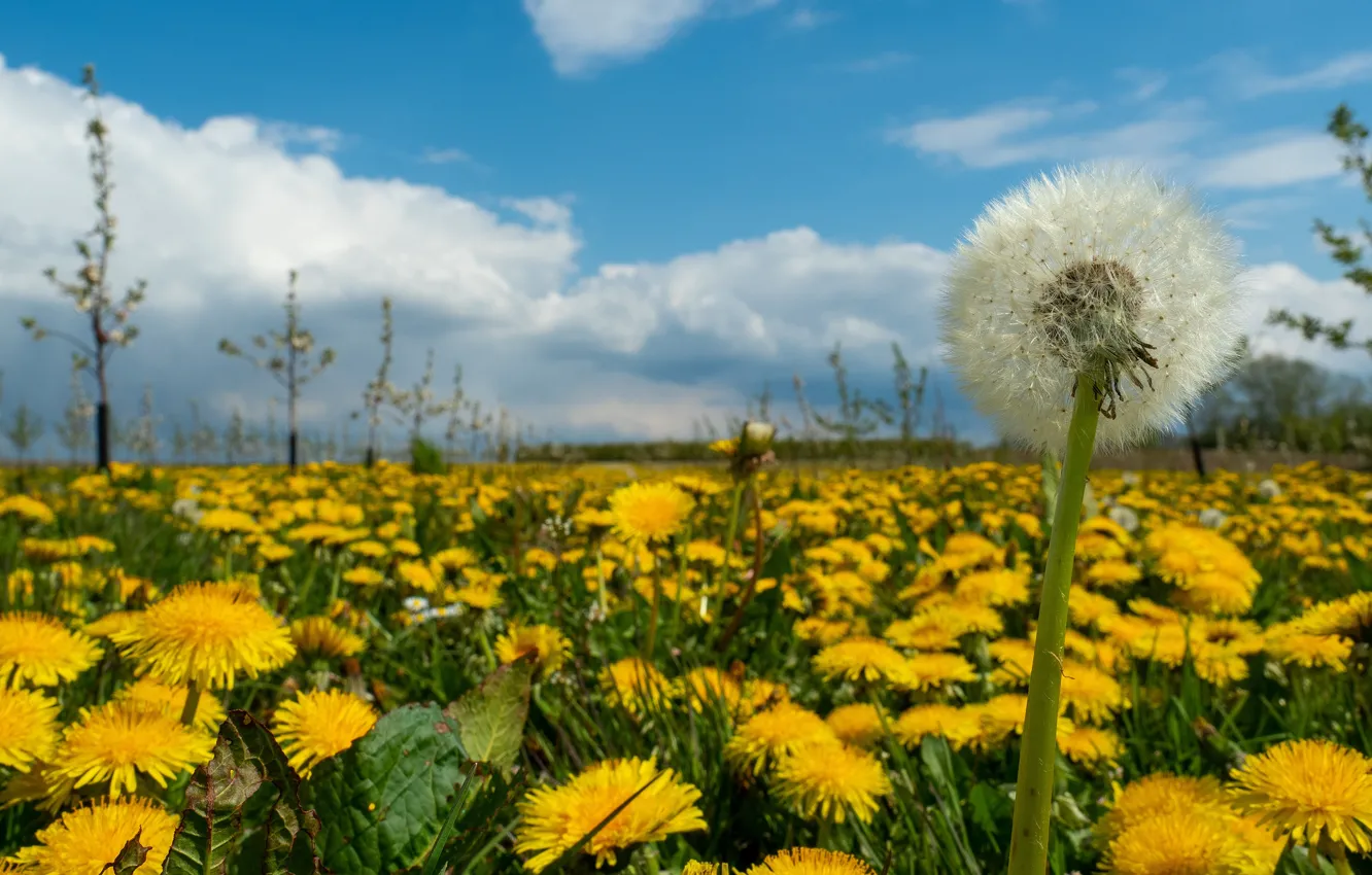 Photo wallpaper field, flowers, dandelion, glade, spring, yellow, dandelions, bokeh