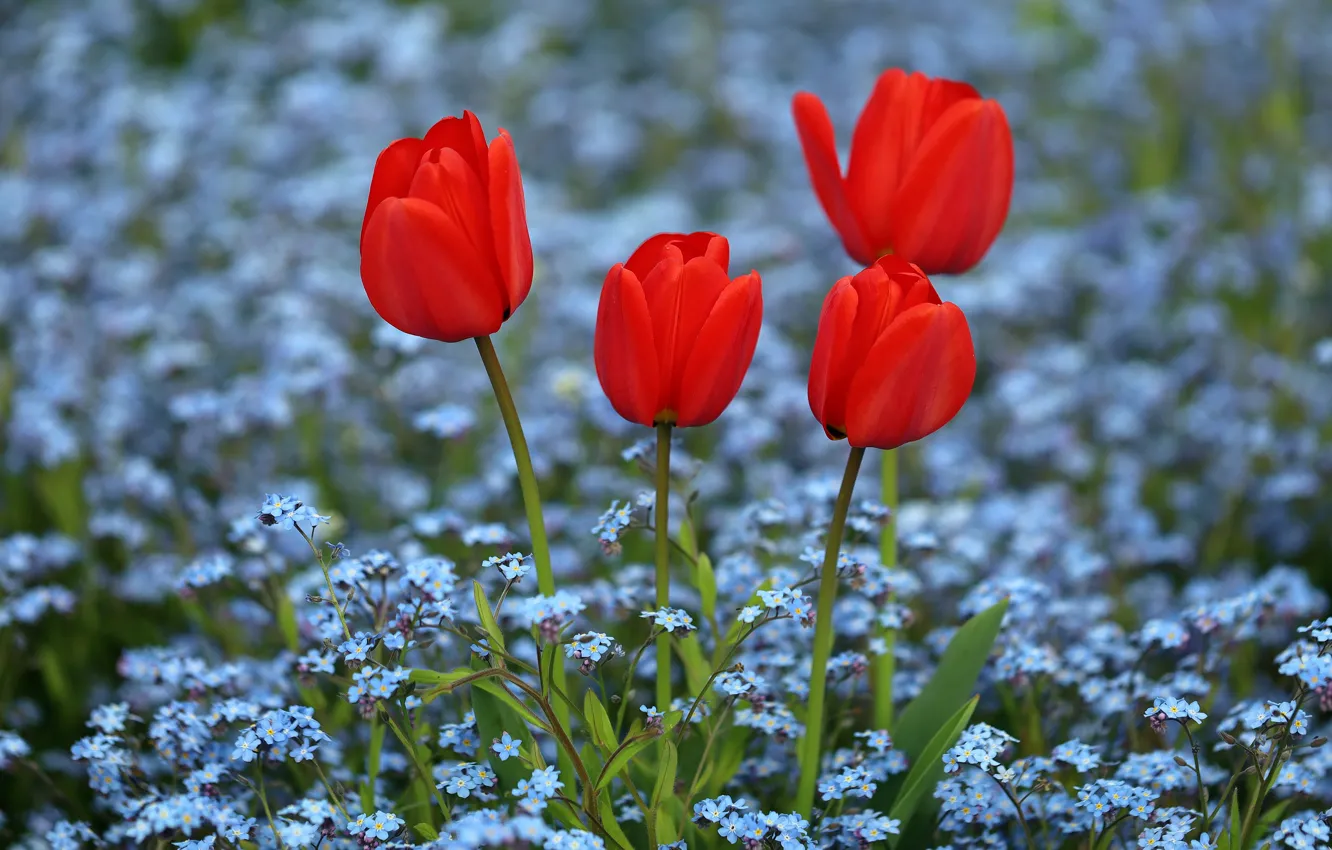 Photo wallpaper flowers, red, blue, tulips, forget-me-nots