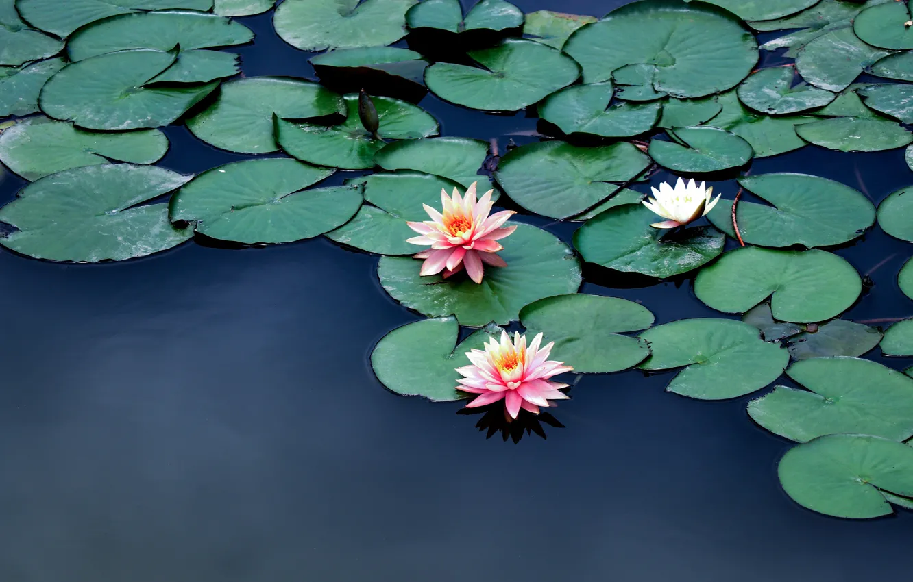 Photo wallpaper leaves, water, flowers, pond, pink, water lilies, pond, water lilies