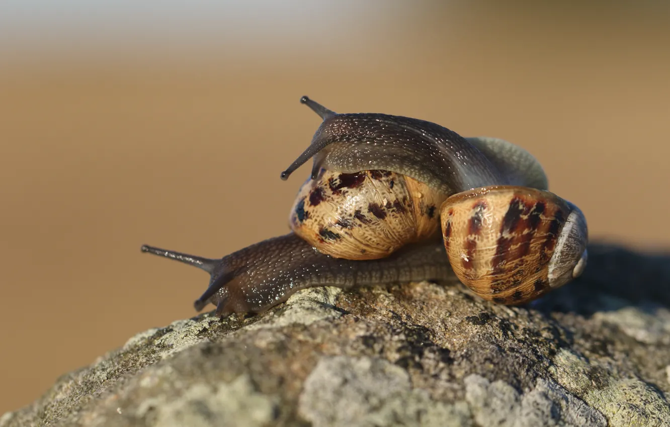Photo wallpaper love, pose, background, stone, two, snails, pair, a couple