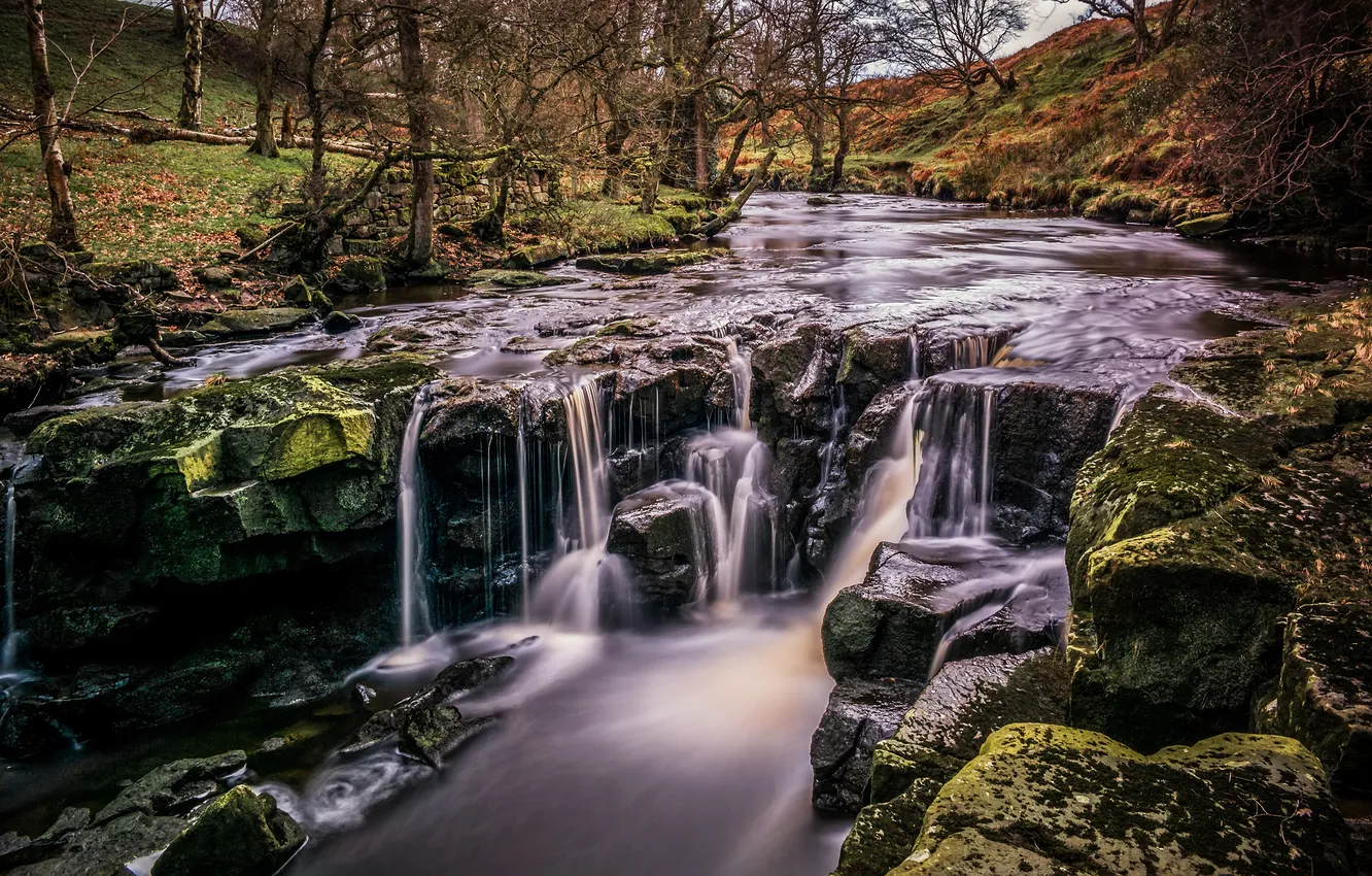 Photo wallpaper forest, trees, branches, river, stones, rocks, shore, for