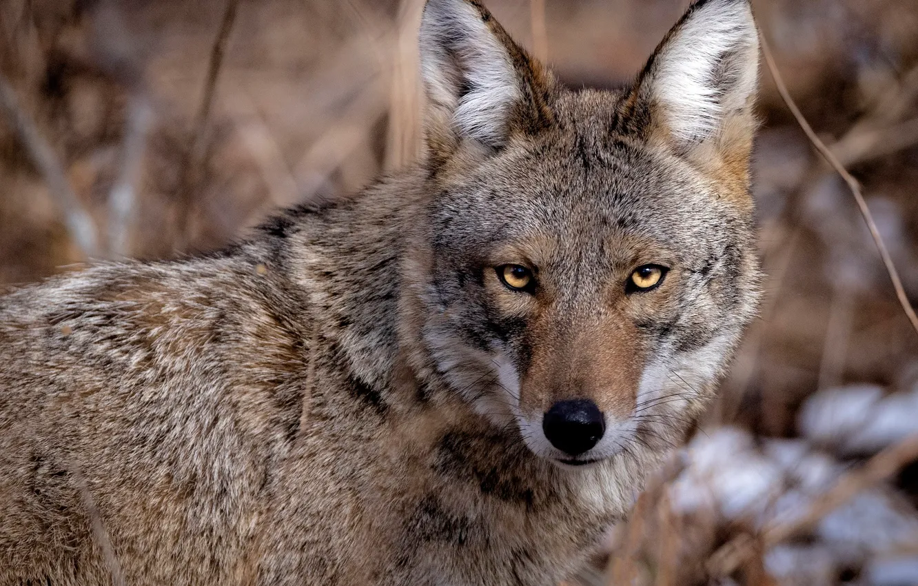 Photo wallpaper winter, eyes, look, face, snow, branches, wolf, portrait