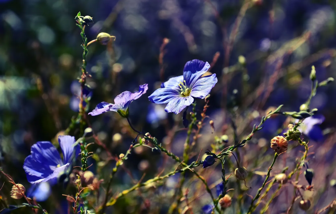 Photo wallpaper macro, flowers, nature, plants, blue, blue, bokeh