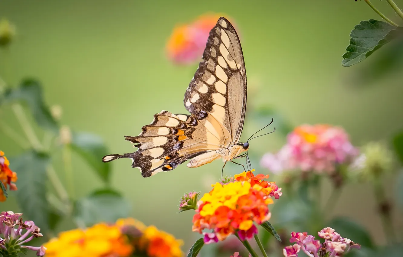 Photo wallpaper butterfly, wings, insect, swallowtail, Lantana