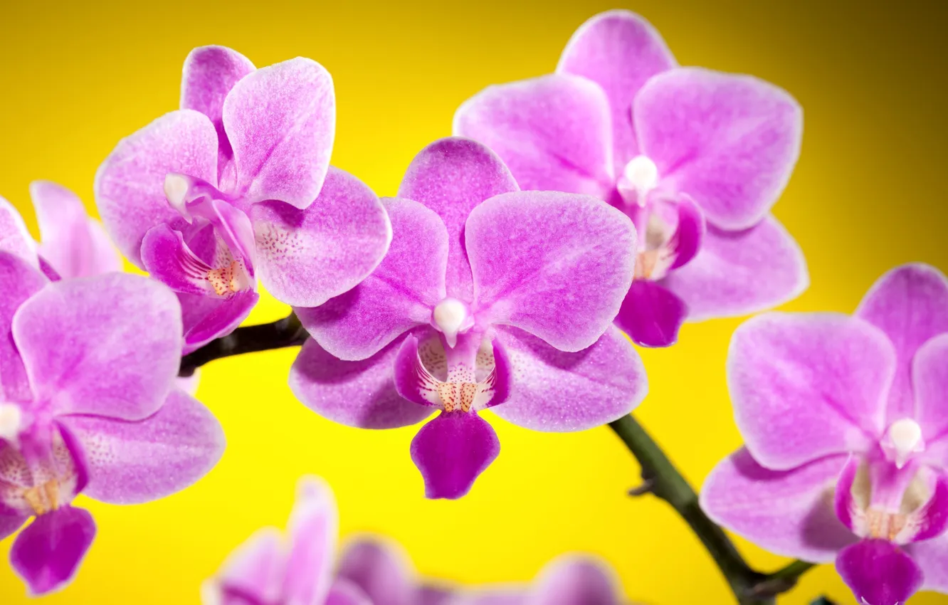 Photo wallpaper flowers, yellow, background, pink, orchids