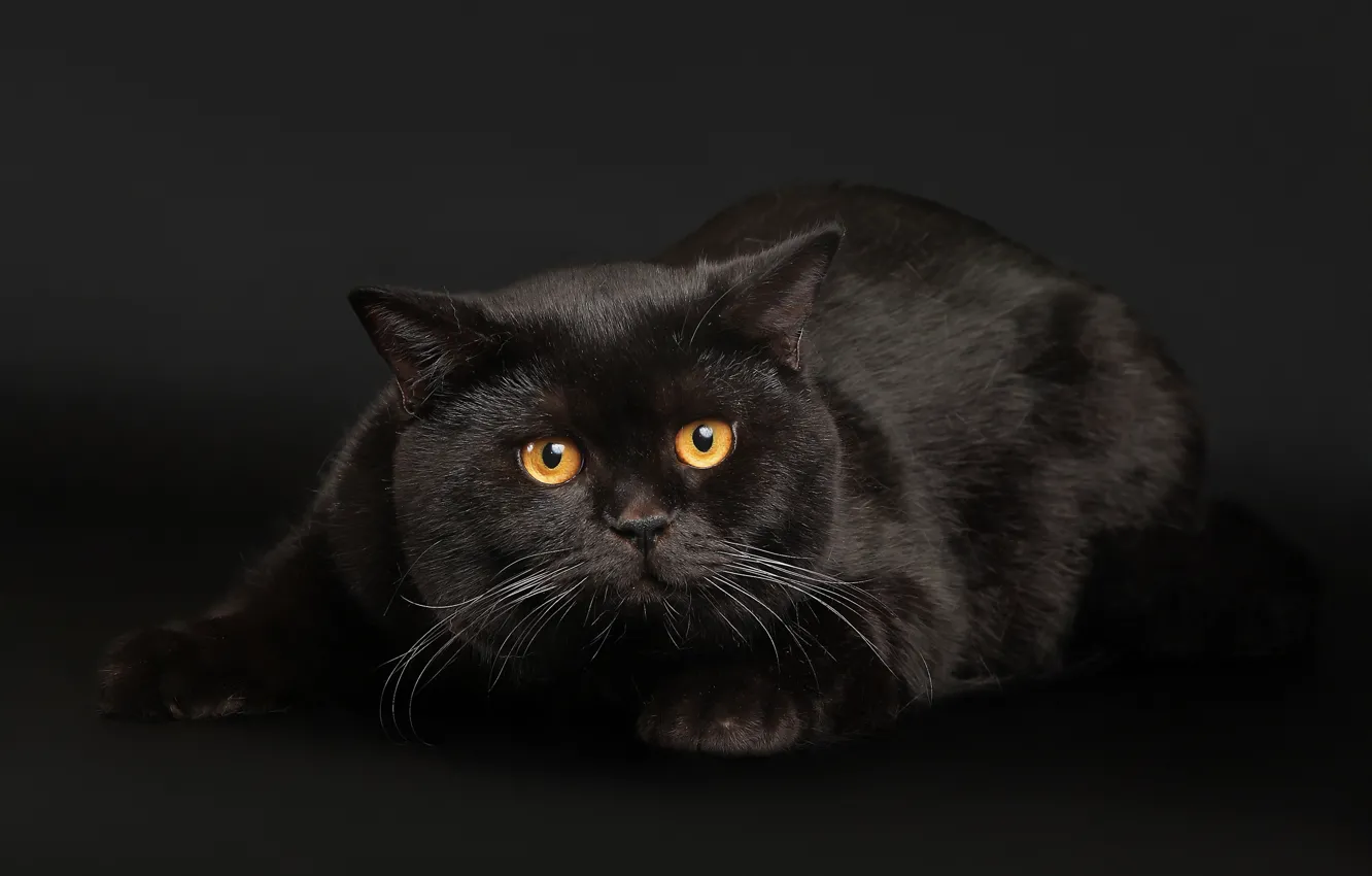 Photo wallpaper cat, eyes, look, face, the dark background, Black British Cat