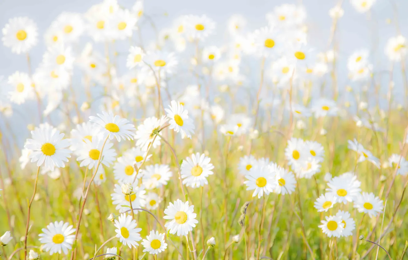 Photo wallpaper summer, flowers, chamomile