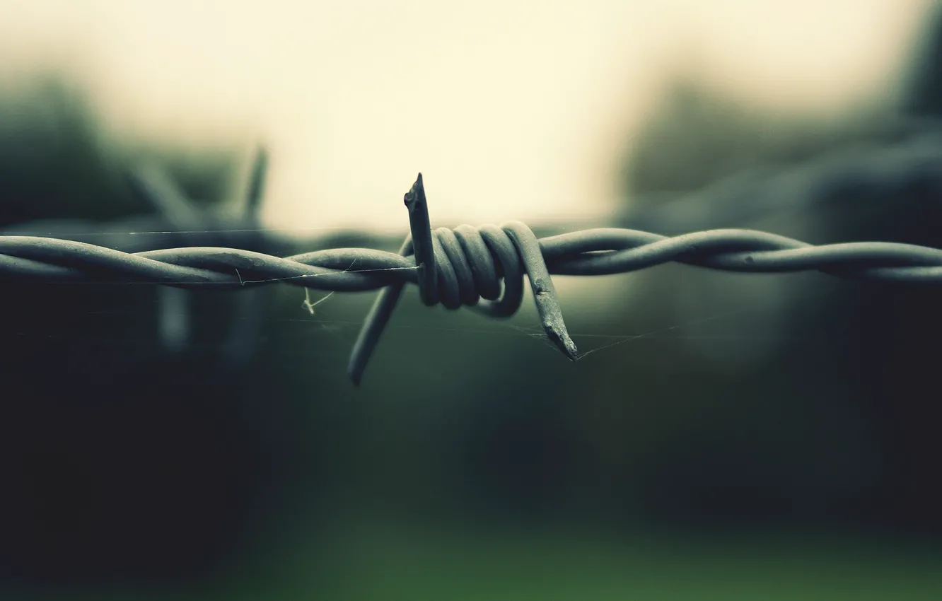 Photo wallpaper Web, Barbed wire, Thorn