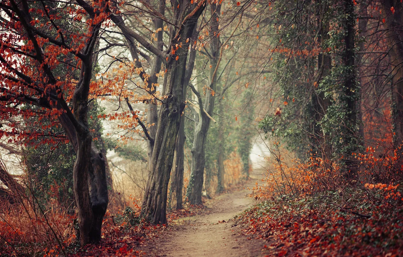 Photo wallpaper autumn, forest, leaves, trees, branches, fog, Park, thickets