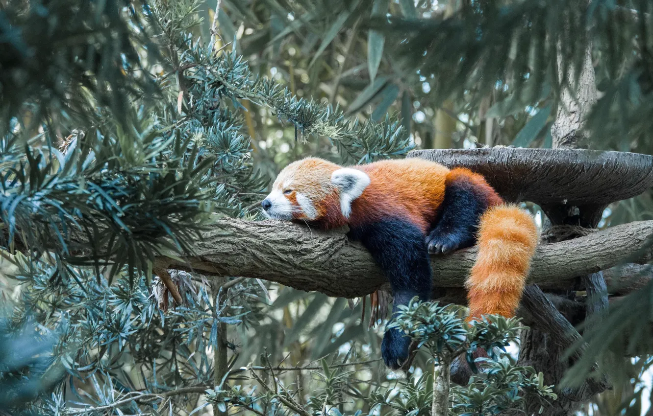Photo wallpaper bamboo, Panda, tree, orange, red Panda, bamboo, lazy, red panda
