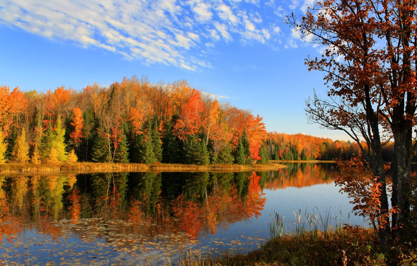 Photo wallpaper forest, lake, photo