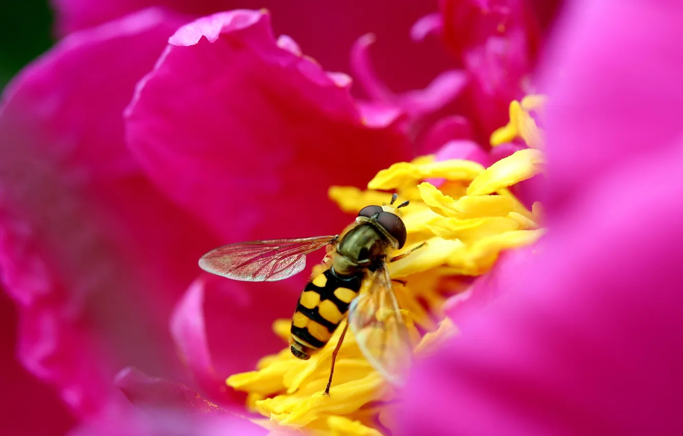 Photo wallpaper flower, pink, Bee, petals