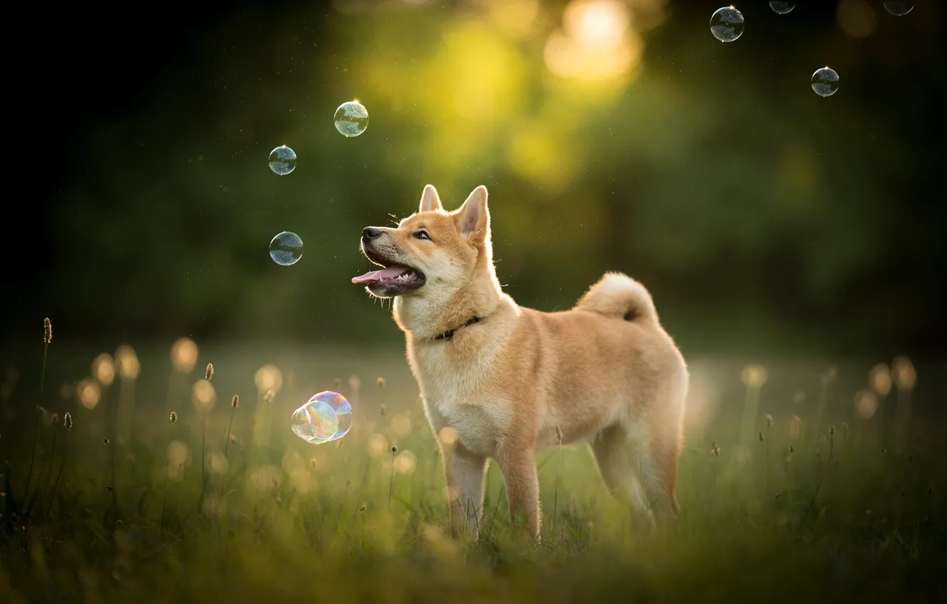 Photo wallpaper nature, dog, bubbles, dog