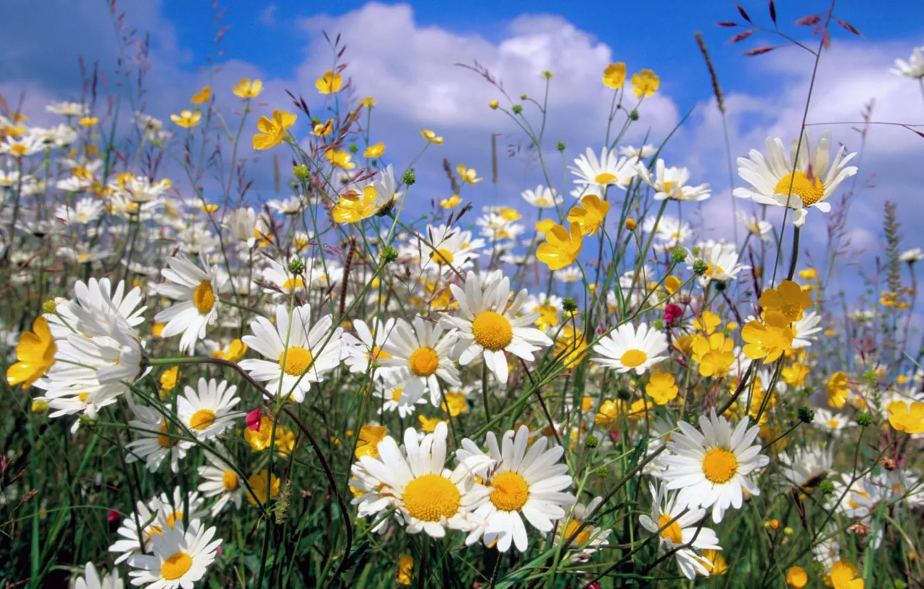 Photo wallpaper summer, clouds, nature, chamomile, wildflowers