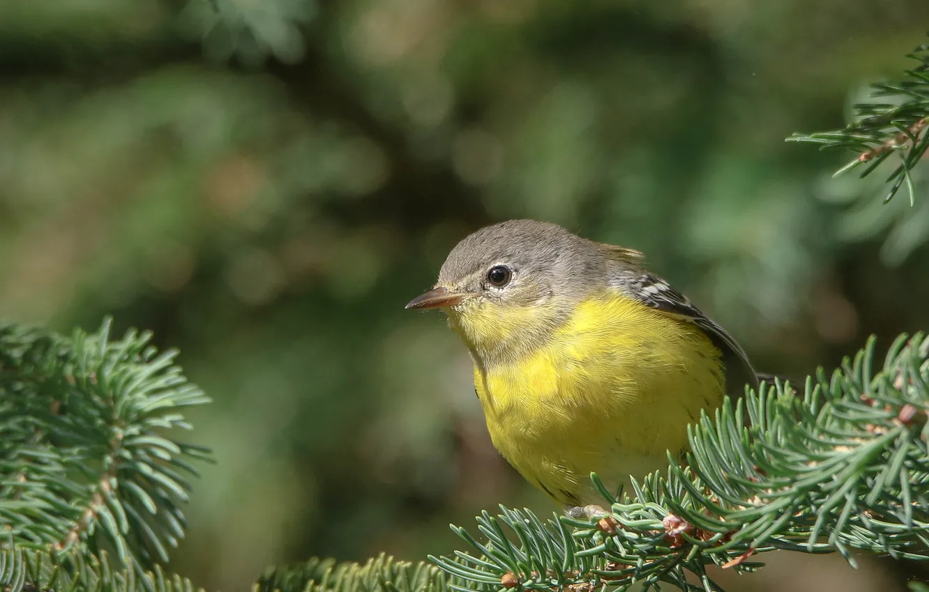 Photo wallpaper branches, nature, bird, spruce