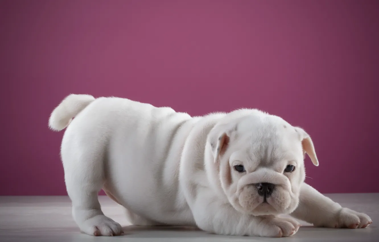 Photo wallpaper dog, pink background, baby, baby
