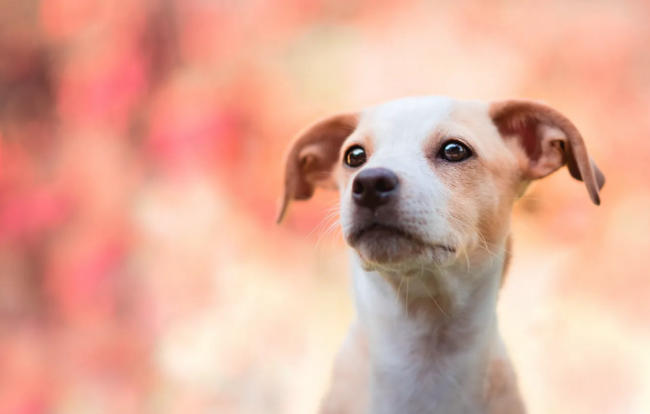 Photo wallpaper look, each, dog