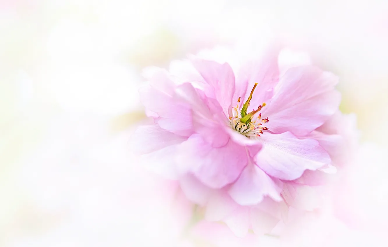Photo wallpaper flower, macro, pink, blur, spring, petals, light background, flowering