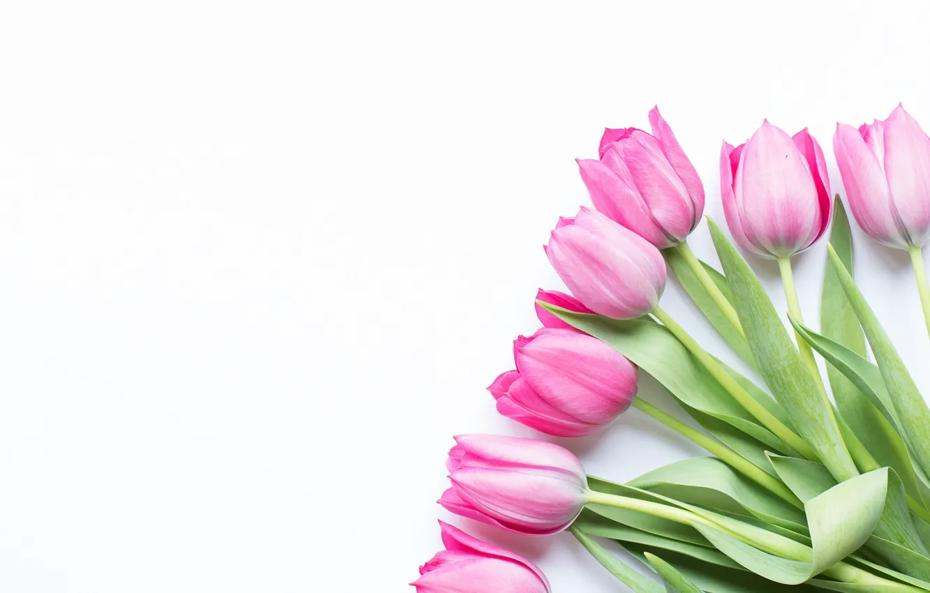 Photo wallpaper flowers, nature, background