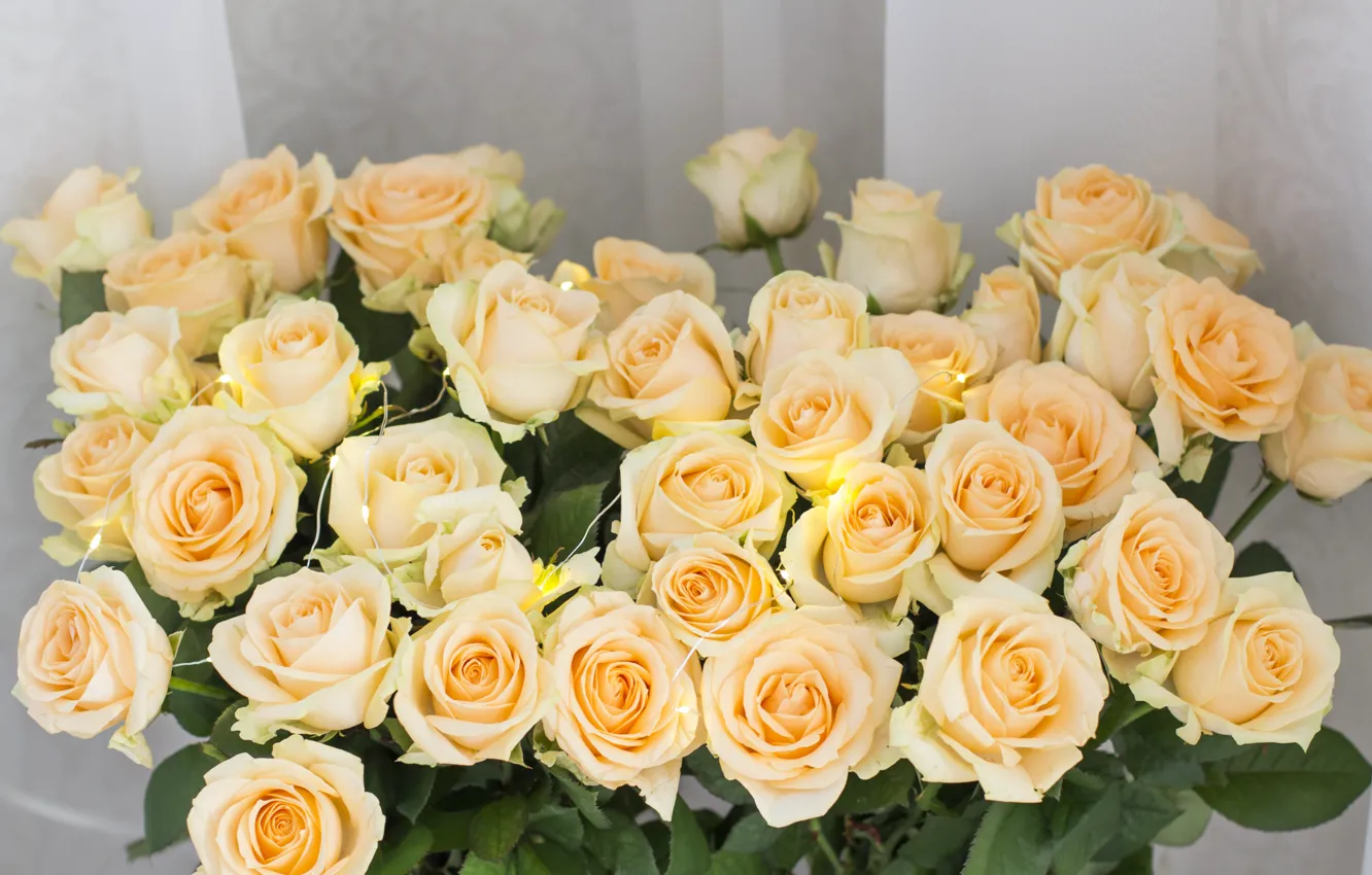 Photo wallpaper flowers, roses, yellow, yellow, flowers, roses