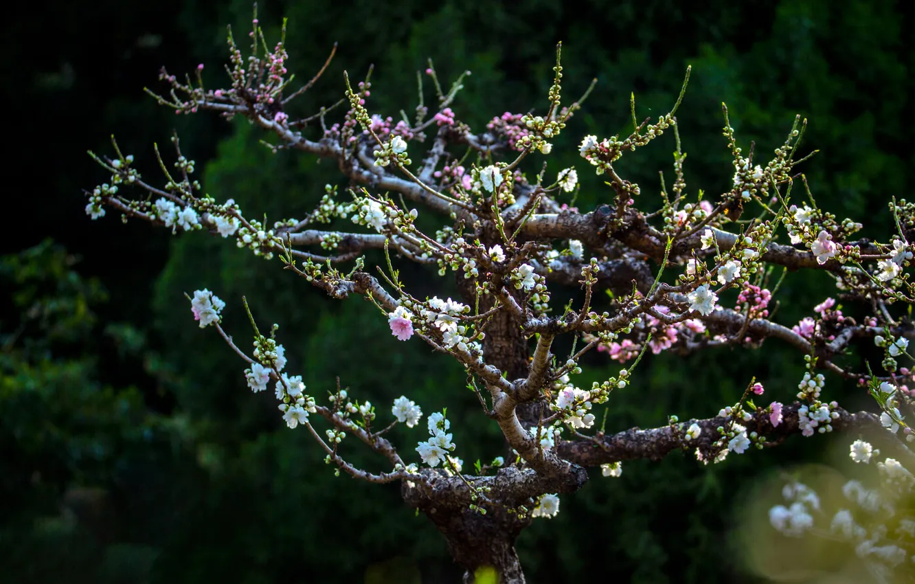 Photo wallpaper flowers, branches, the dark background, spring, Sakura, flowering, tree, almonds