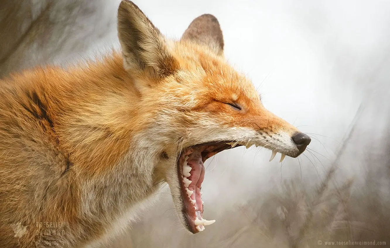 Photo wallpaper animal, wildlife, Red Fox, Yawning