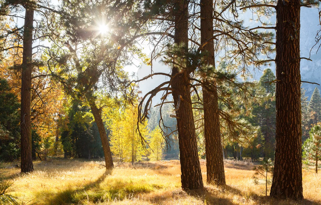 Photo wallpaper forest, the sun, rays, light, trees, CA, USA, Yosemite National Park