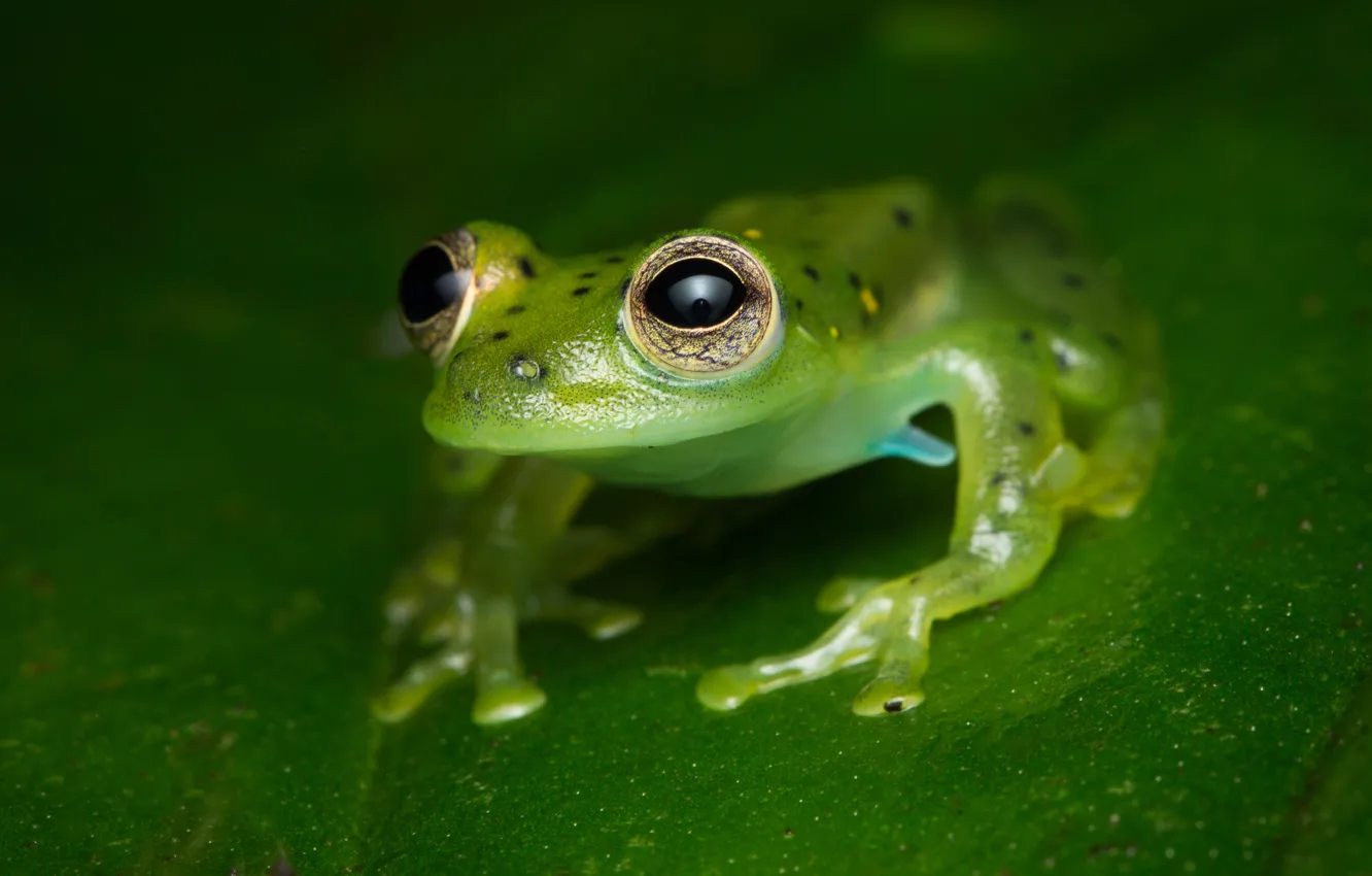Photo wallpaper look, macro, pose, green, background, leaf, frog, speckled