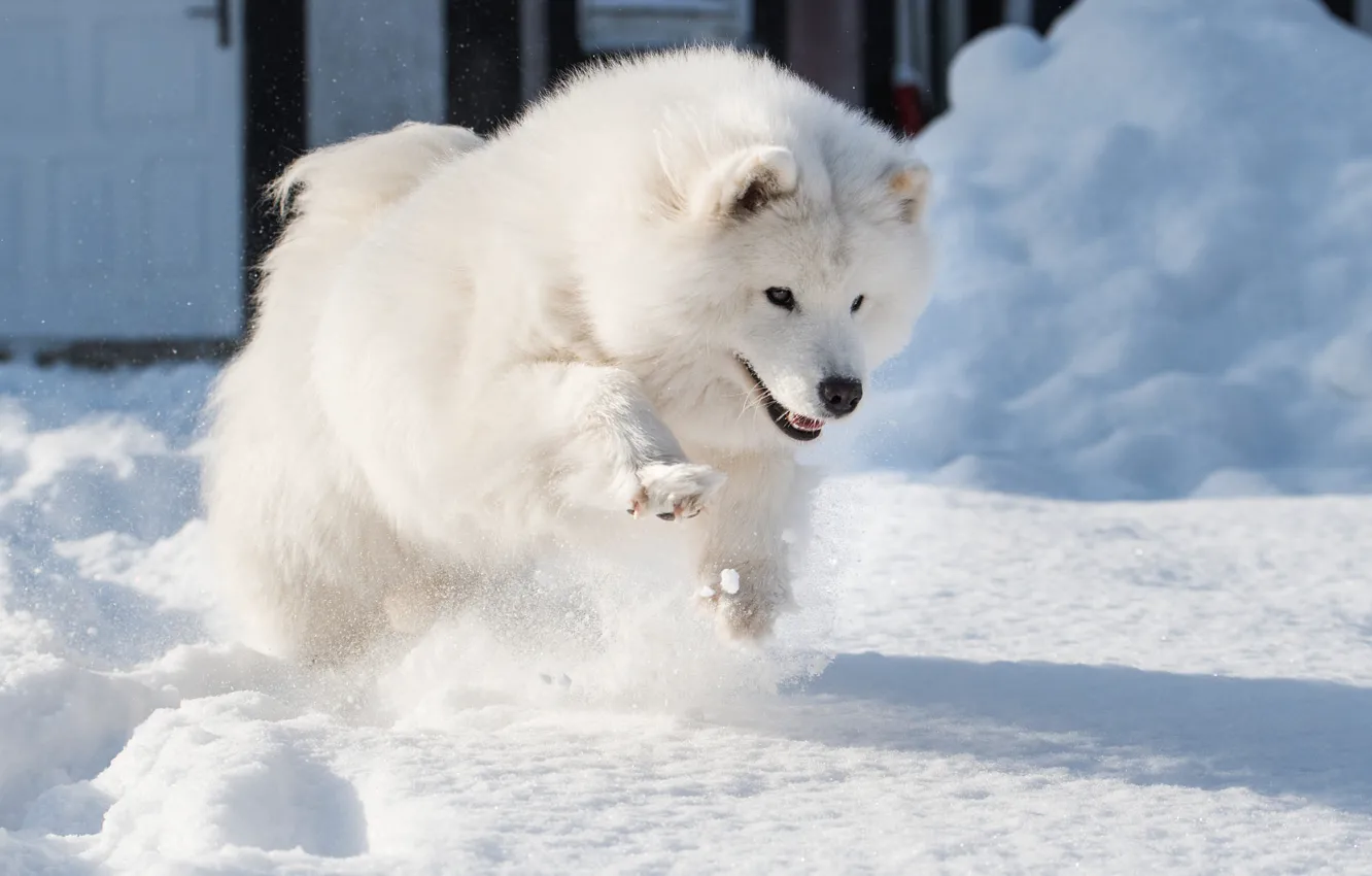 Photo wallpaper winter, white, look, light, snow, nature, pose, jump