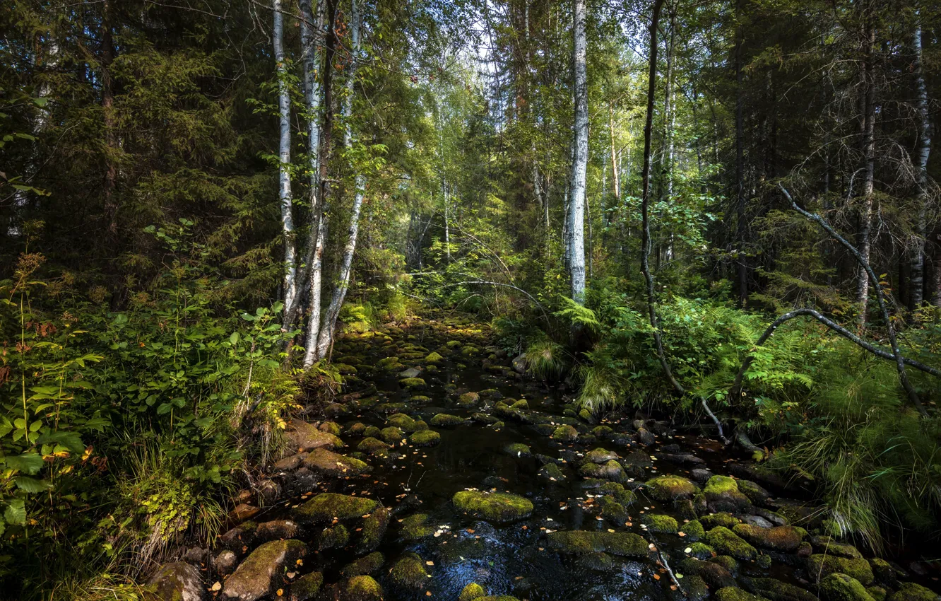 Photo wallpaper forest, nature, stream, stones, Andrey Sharapov