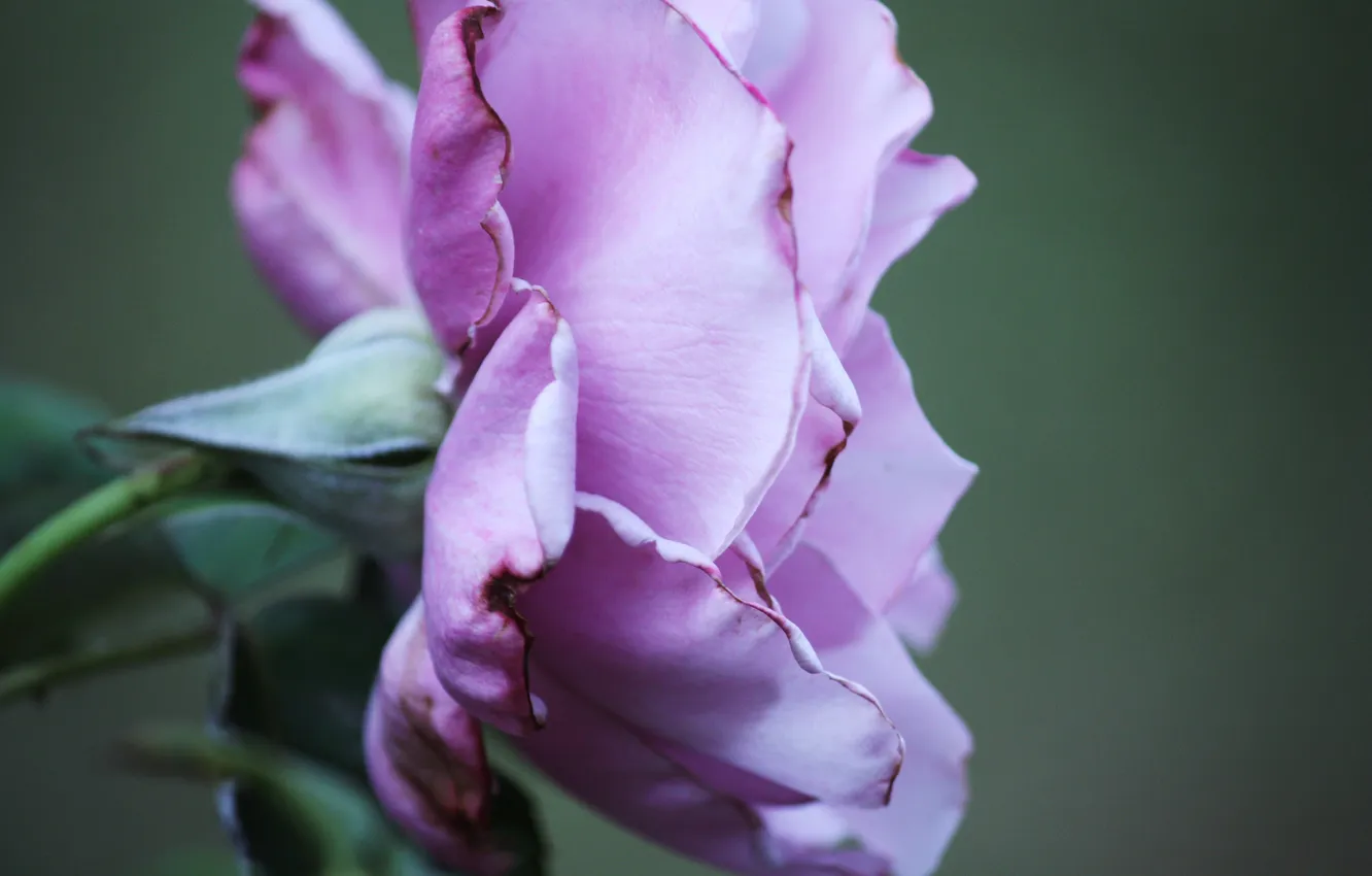 Photo wallpaper macro, flowers, petals