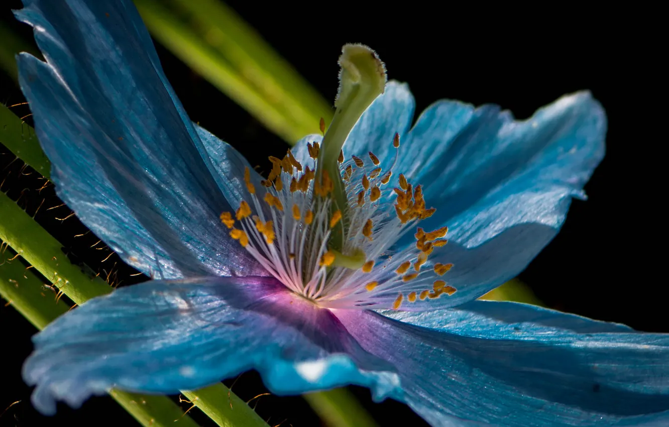 Photo wallpaper flowers, nature, plant, petals