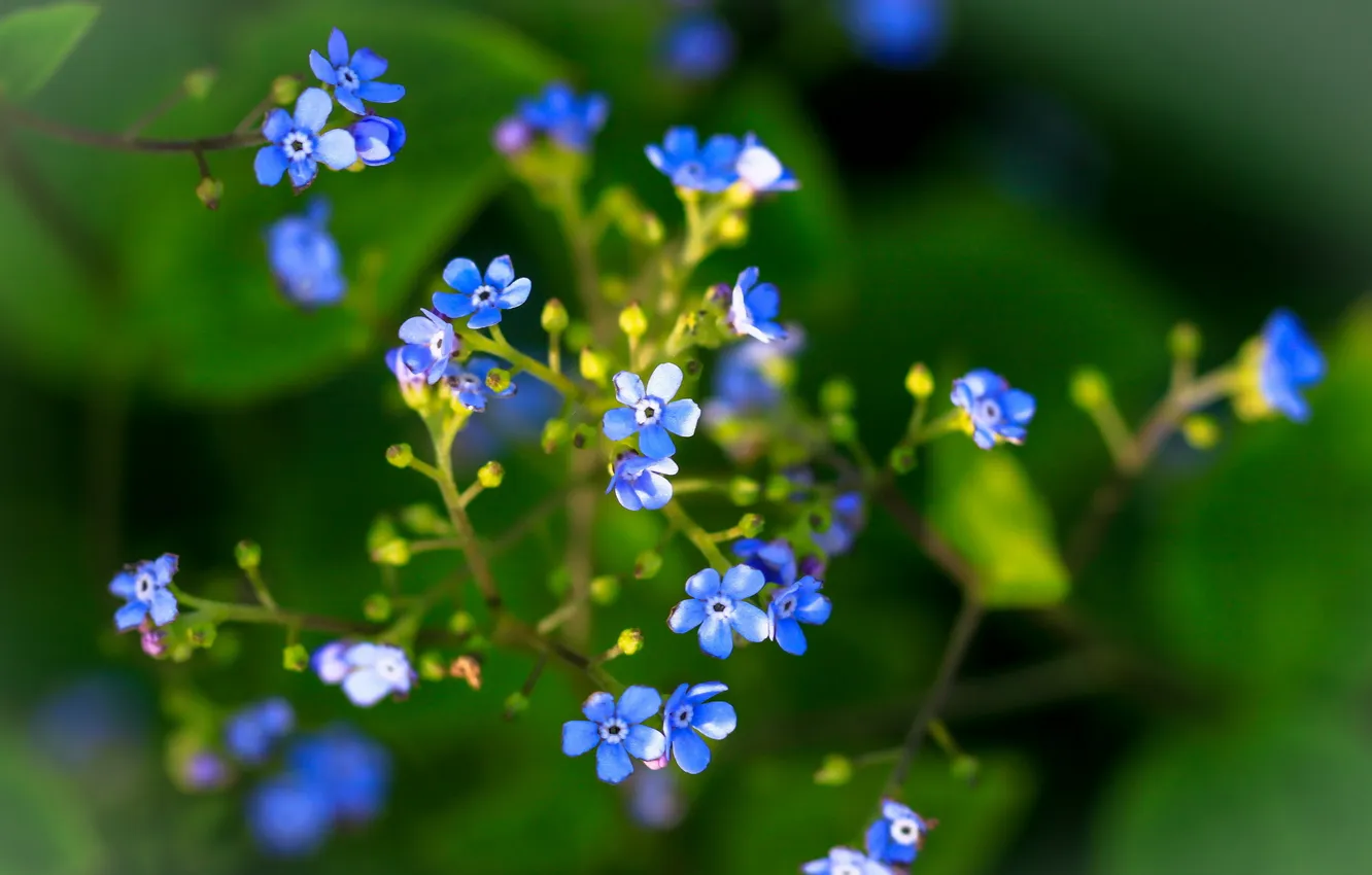 Photo wallpaper flowers, nature, background