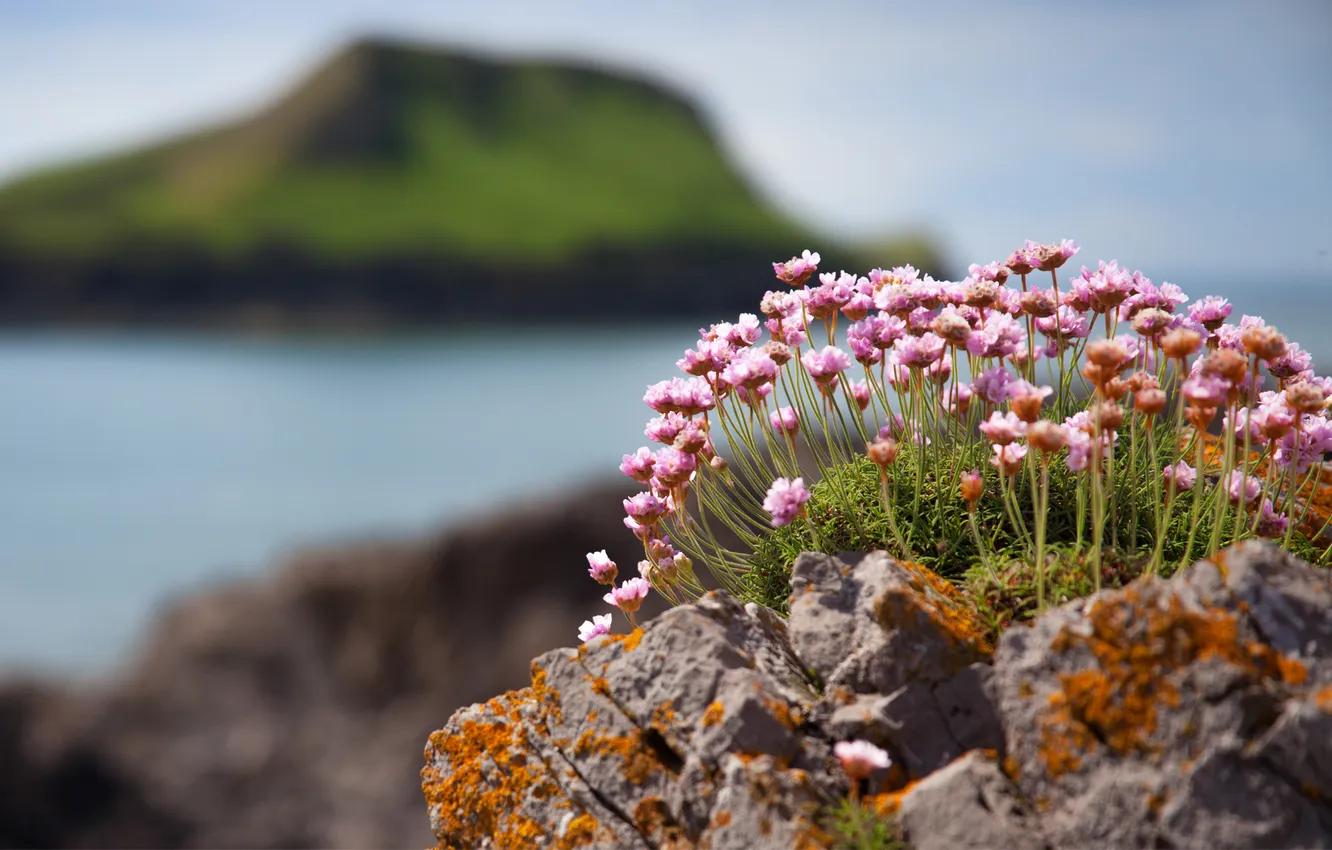 Photo wallpaper sea, the sun, flowers, nature, stones, hills, focus, pink