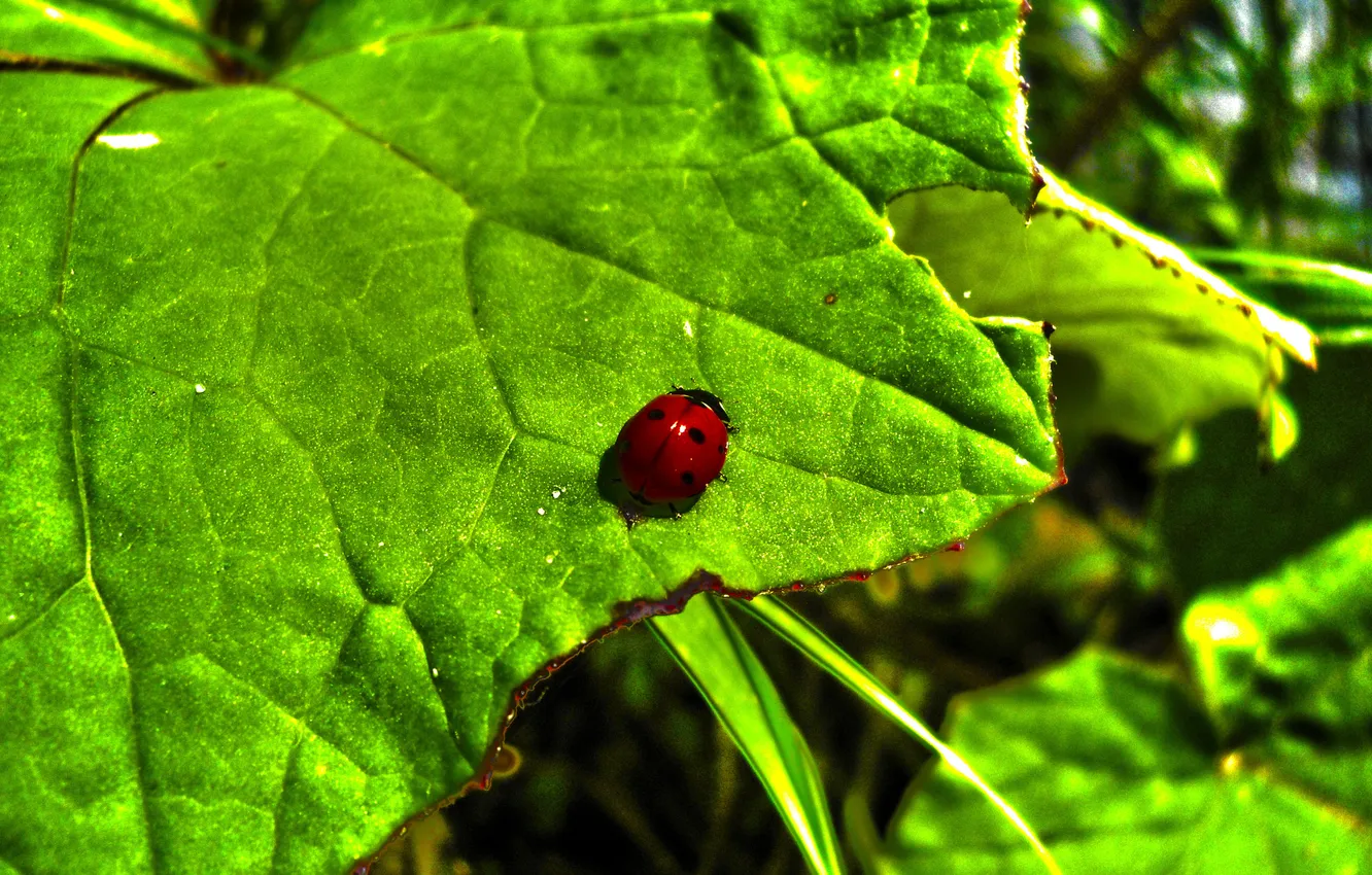 Photo wallpaper red, bright, nature, sheet, green, green, black, ladybug