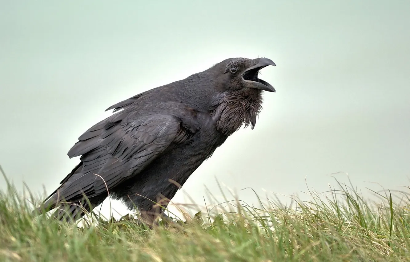 Photo wallpaper nature, bird, Raven
