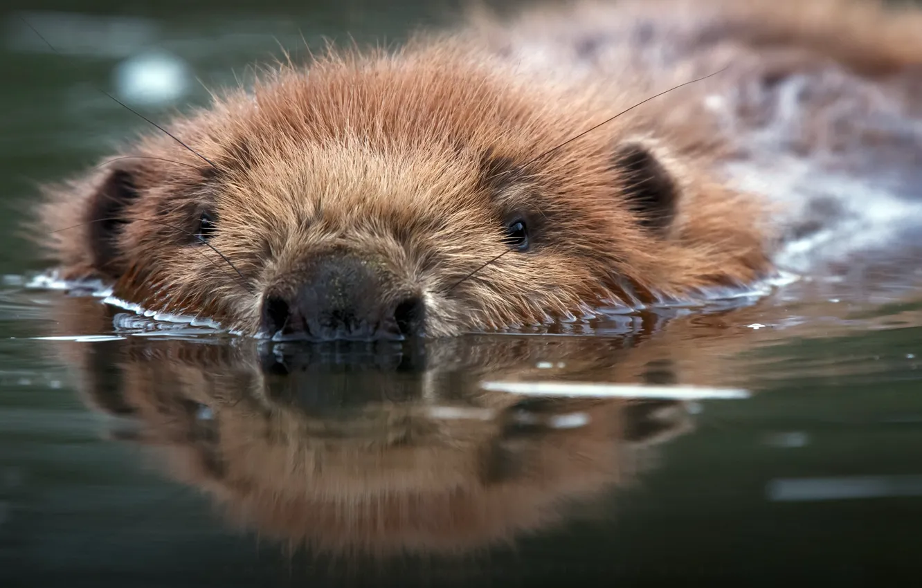 Photo wallpaper water, nature, beaver