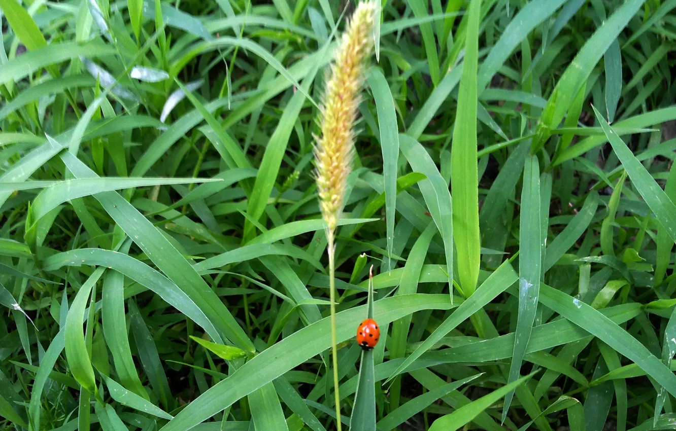 Photo wallpaper greens, summer, grass, ladybug, spikelets