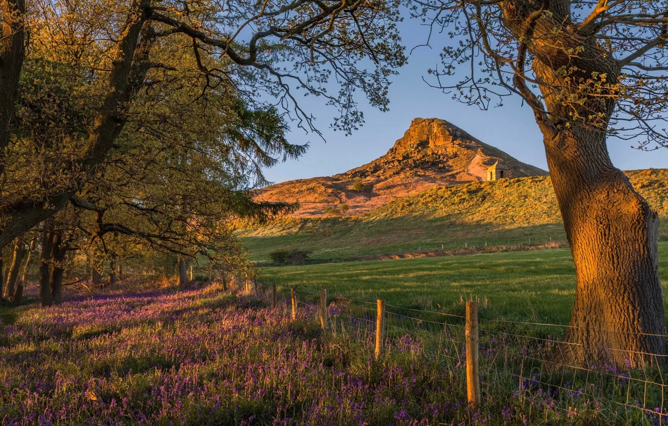 Photo wallpaper field, mountains, branches