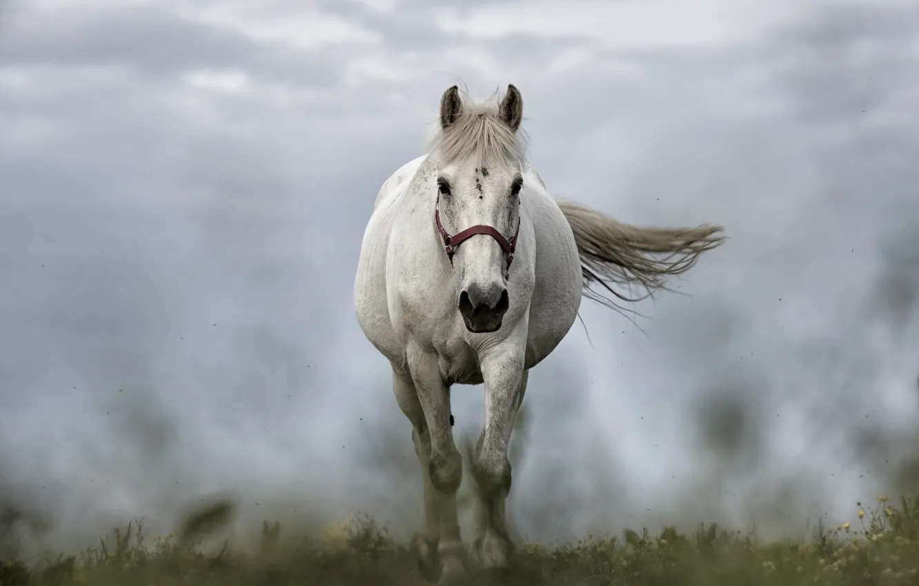 Photo wallpaper white, grass, look, face, clouds, overcast, horse, horse