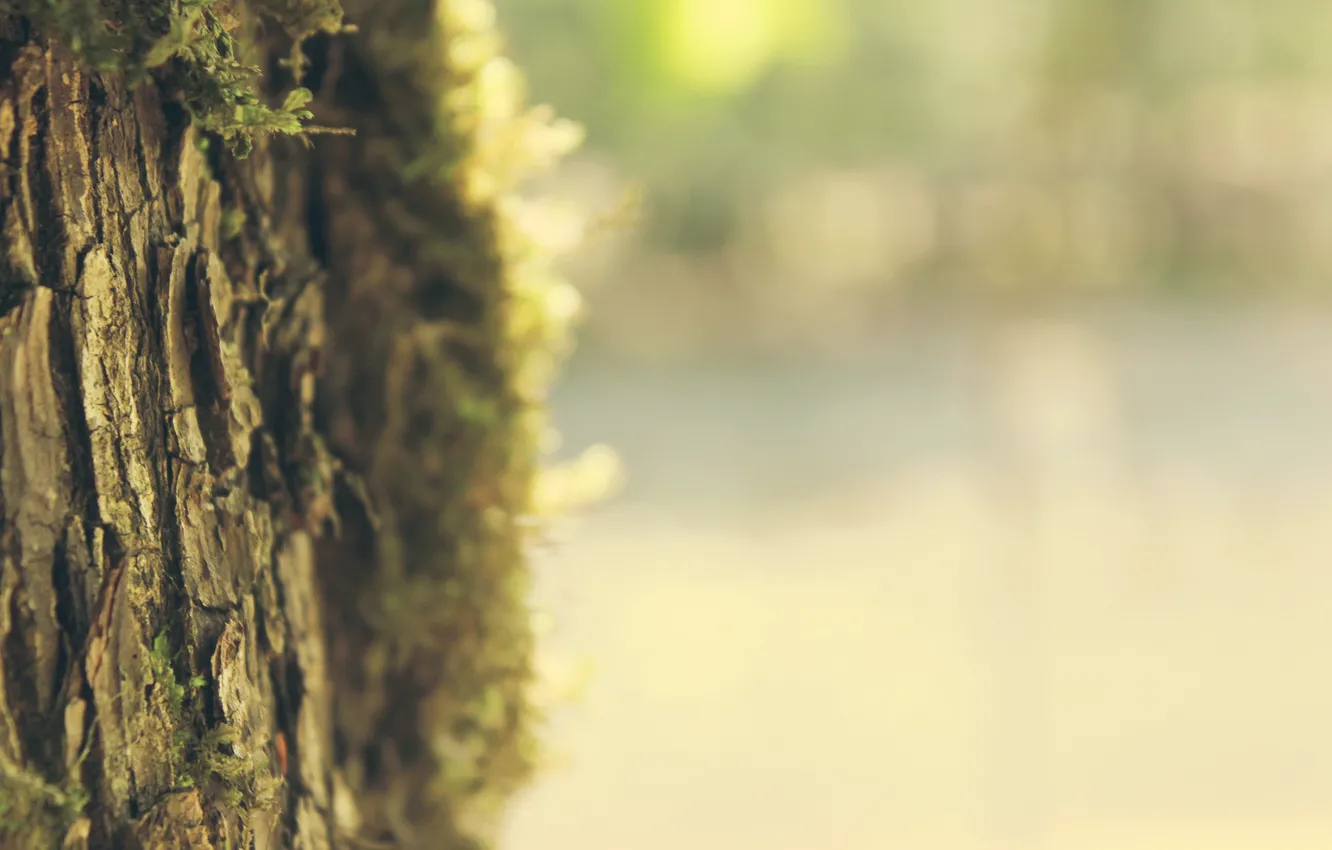 Photo wallpaper summer, light, trees, mood, focus, blur, spring, trunk