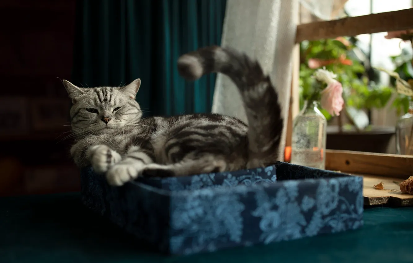 Photo wallpaper cat, cat, look, flowers, pose, box, window, tail