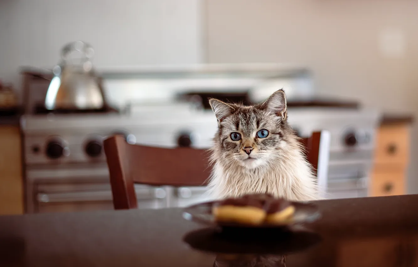 Photo wallpaper cat, cat, table, plate, kitchen