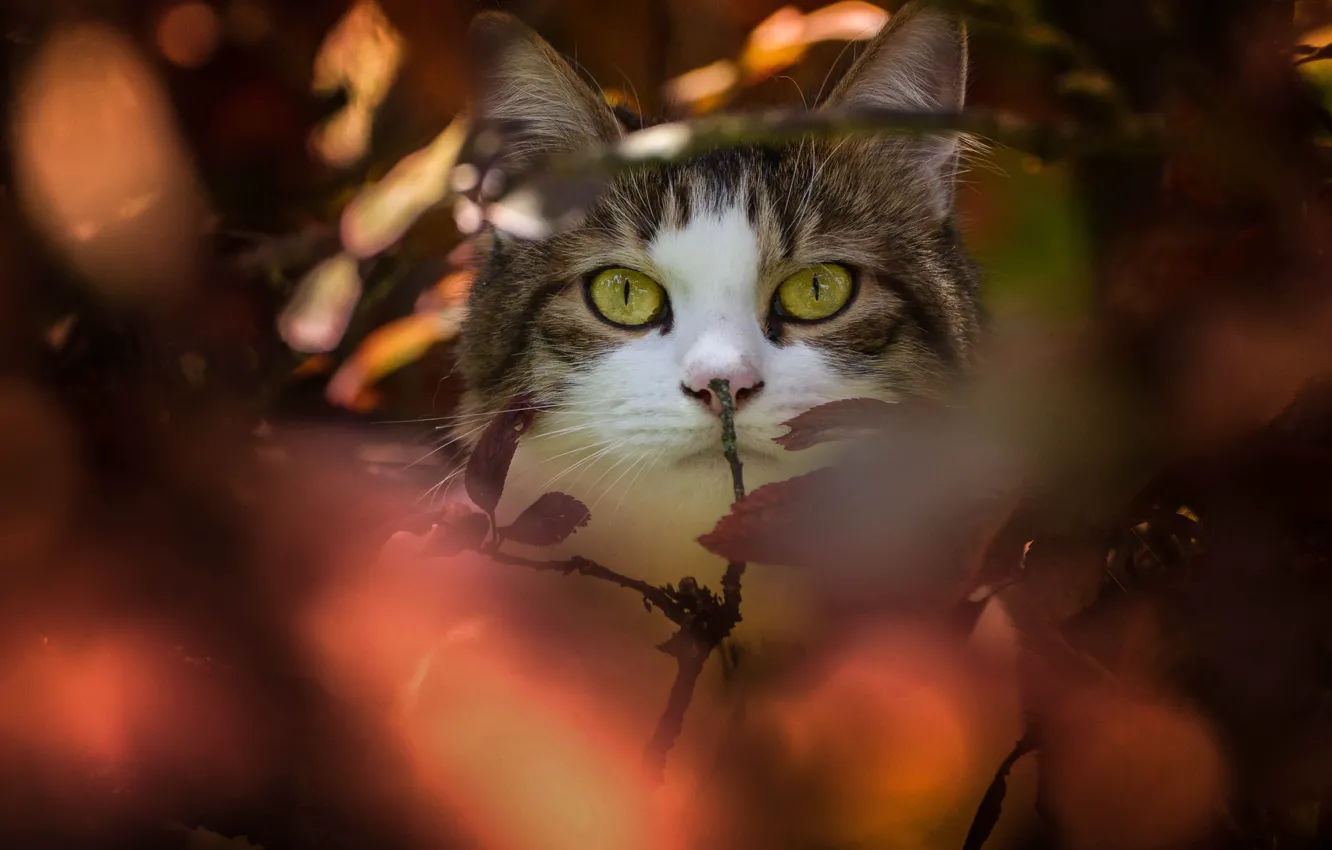 Photo wallpaper cat, cat, look, branches, muzzle, bokeh